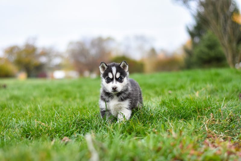 Puppy Photo