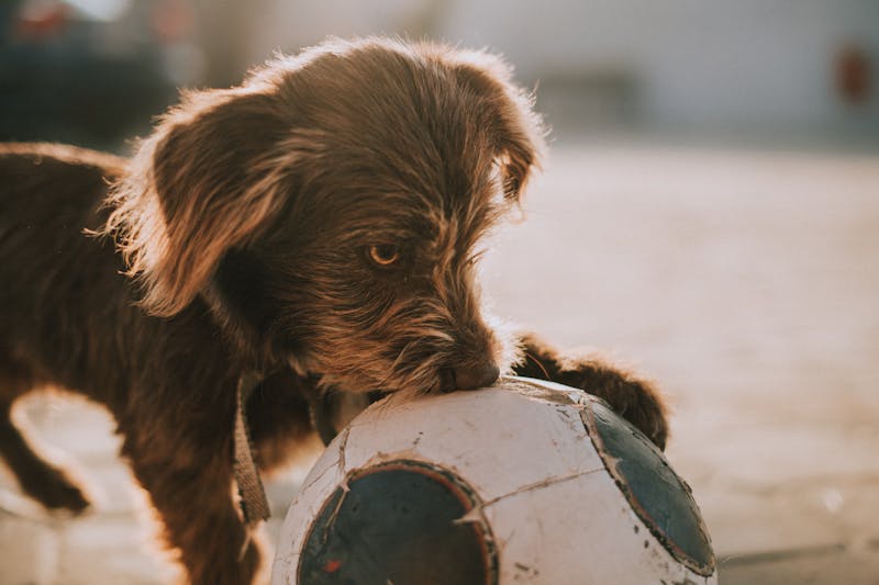 Puppy Photo