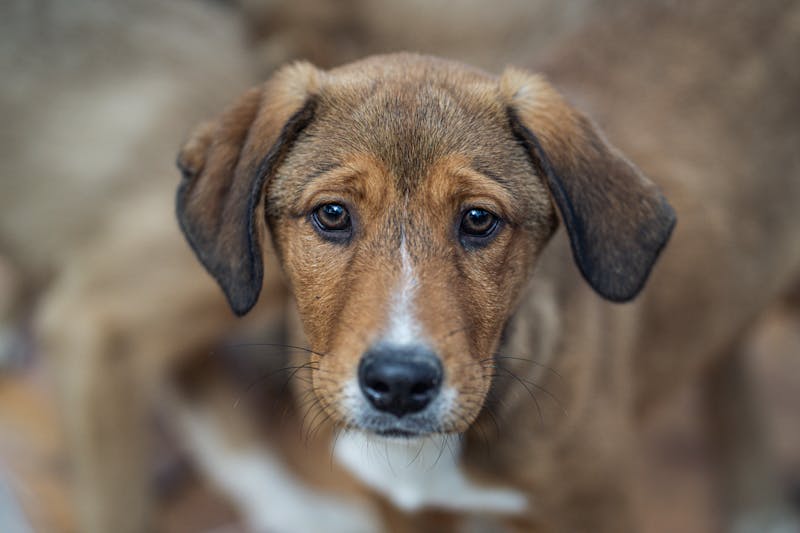 Puppy Photo