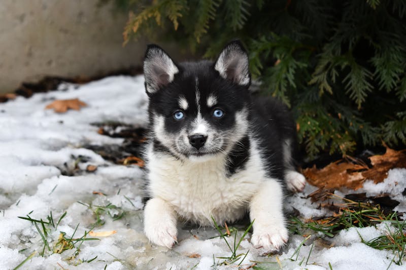 Puppy Photo