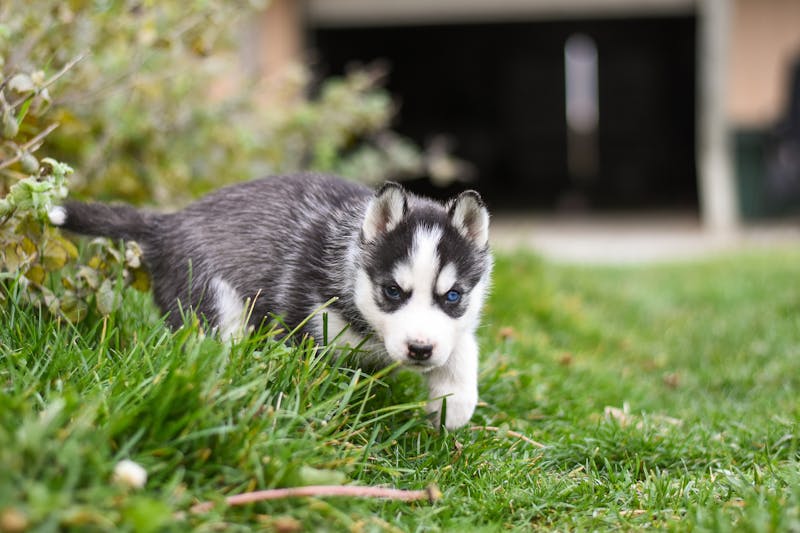 Puppy Photo