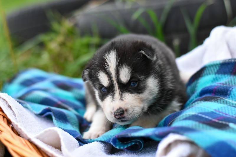 Puppy Photo