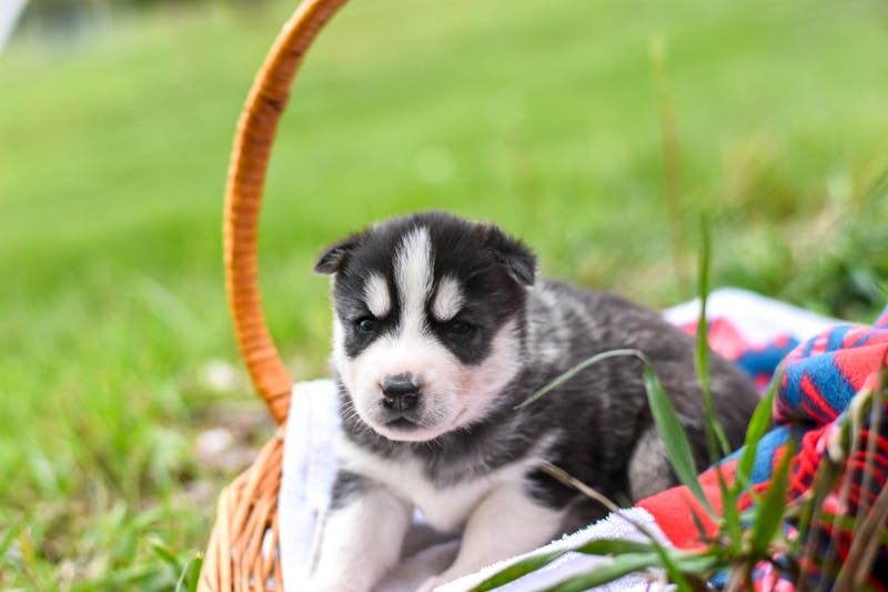 Puppy Photo