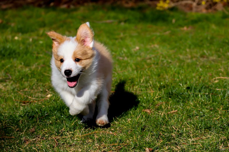 Puppy Photo