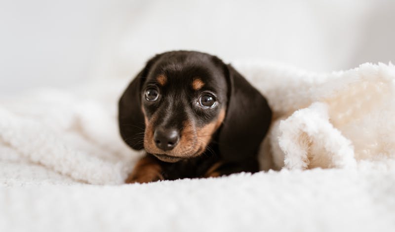 Puppy Photo
