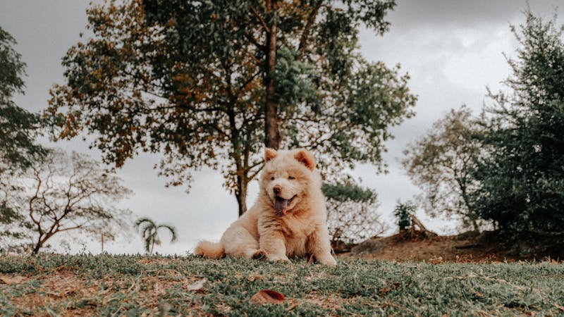 Puppy Photo
