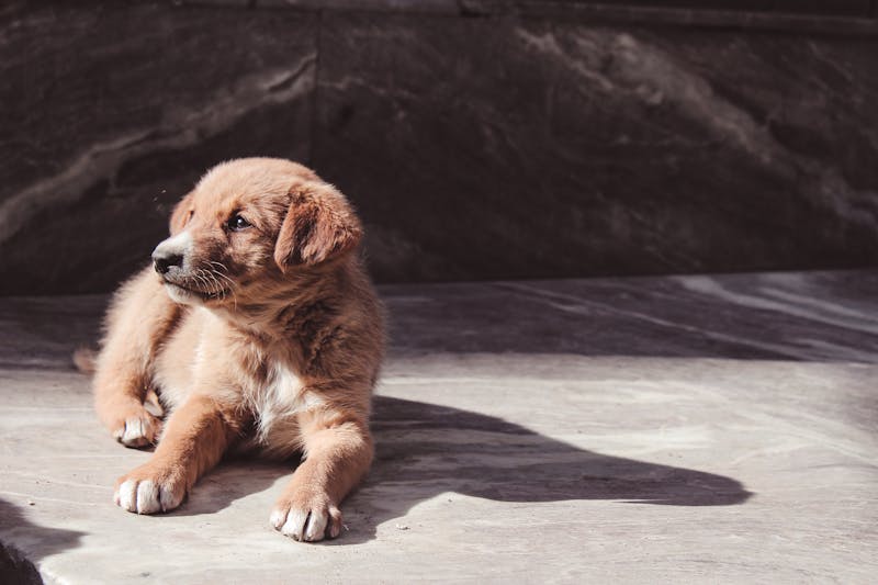 Puppy Photo
