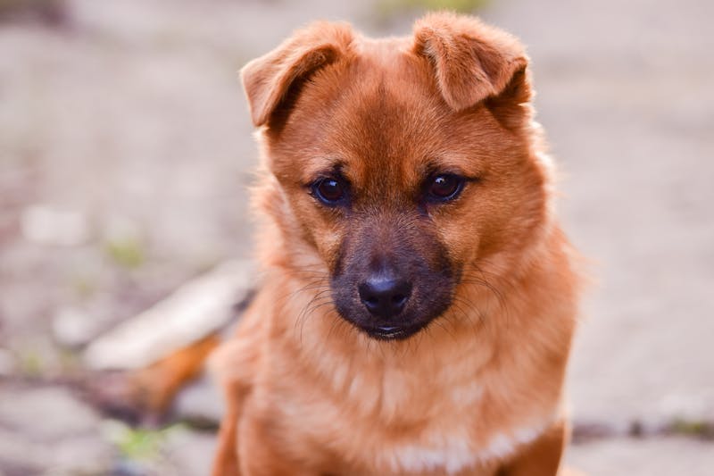 Puppy Photo