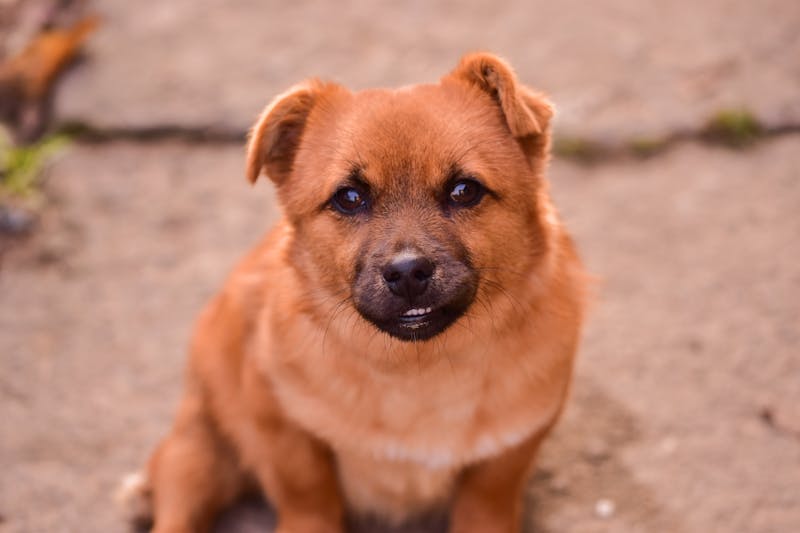 Puppy Photo