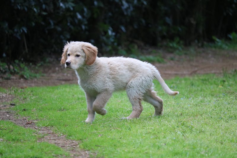 Puppy Photo
