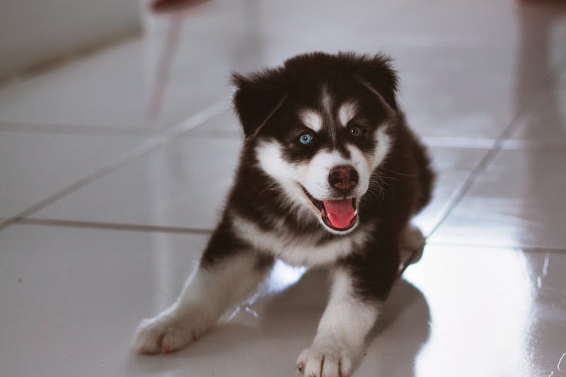 Puppy Photo