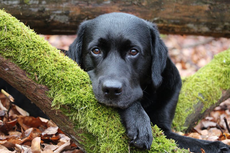 Puppy Photo