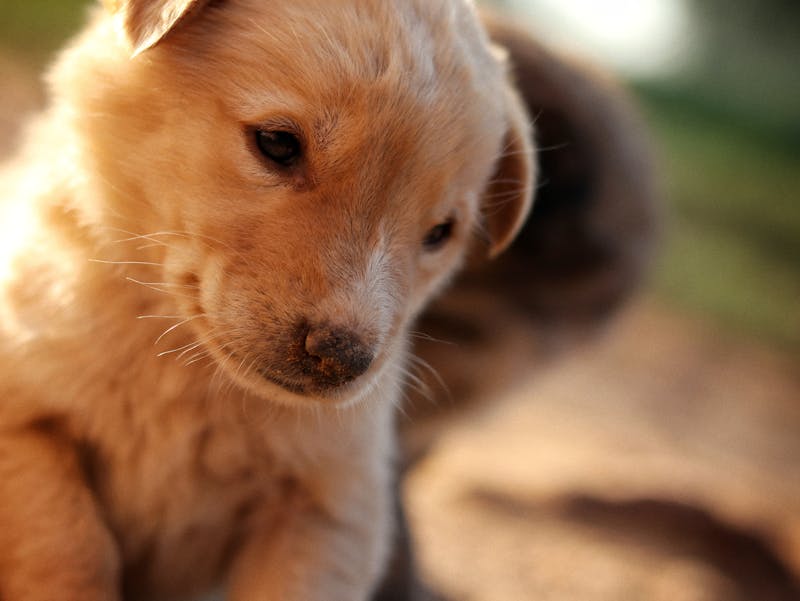 Puppy Photo