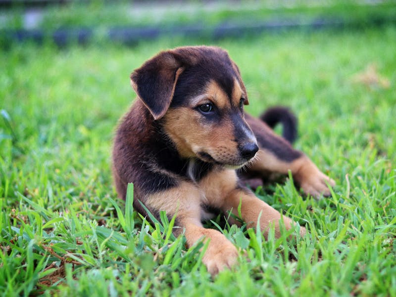 Puppy Photo