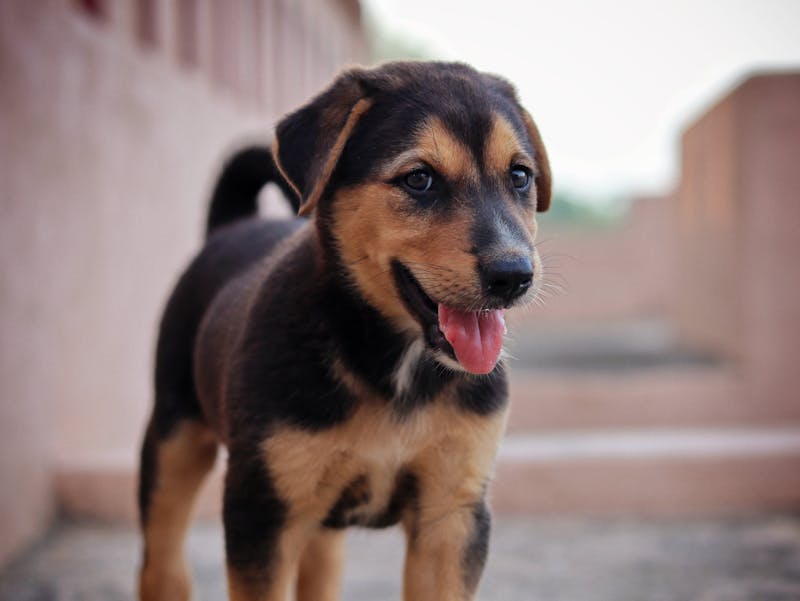 Puppy Photo