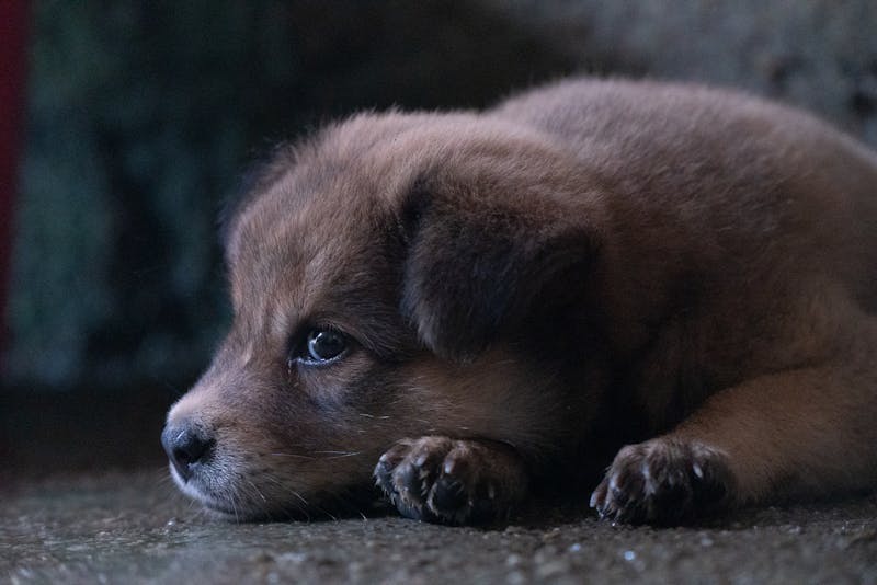 Puppy Photo