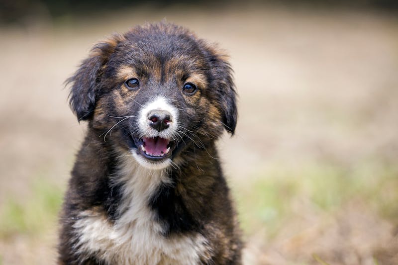 Puppy Photo