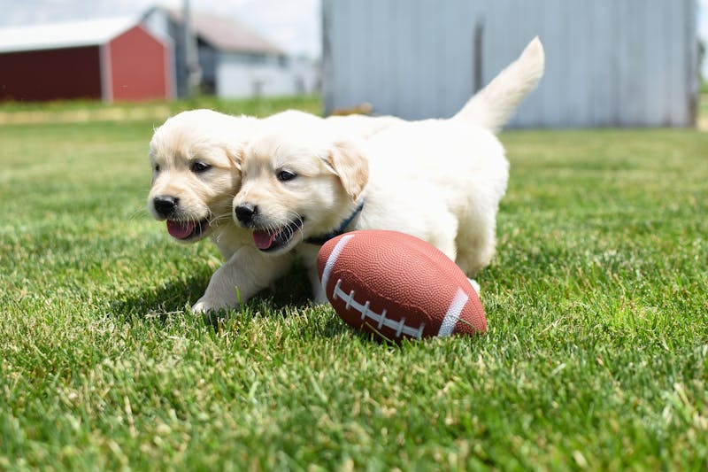Puppy Photo