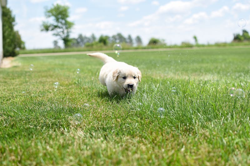 Puppy Photo