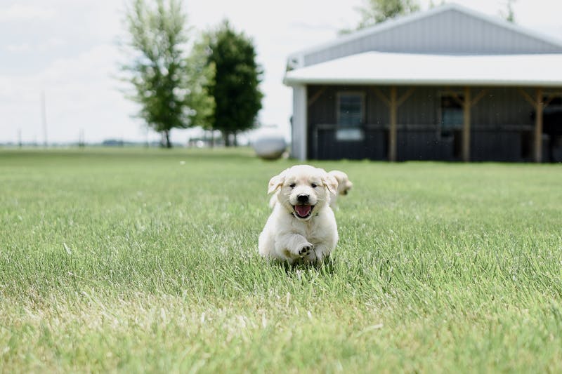 Puppy Photo