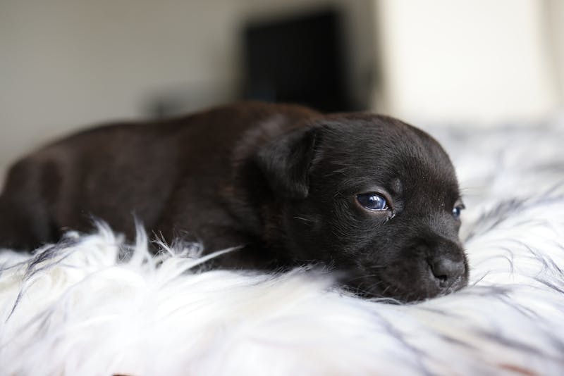 Puppy Photo