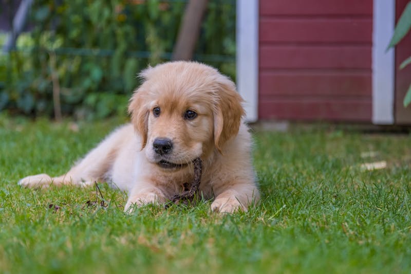 Puppy Photo