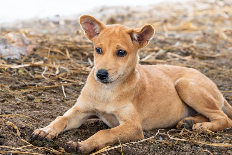 Puppy Photo