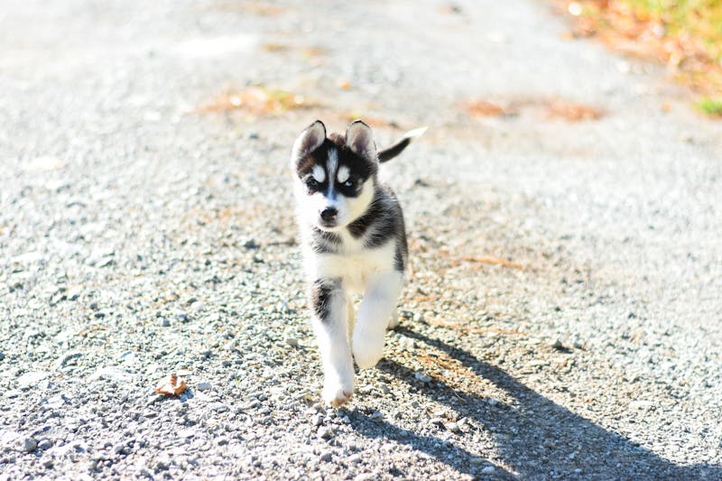 Puppy Photo