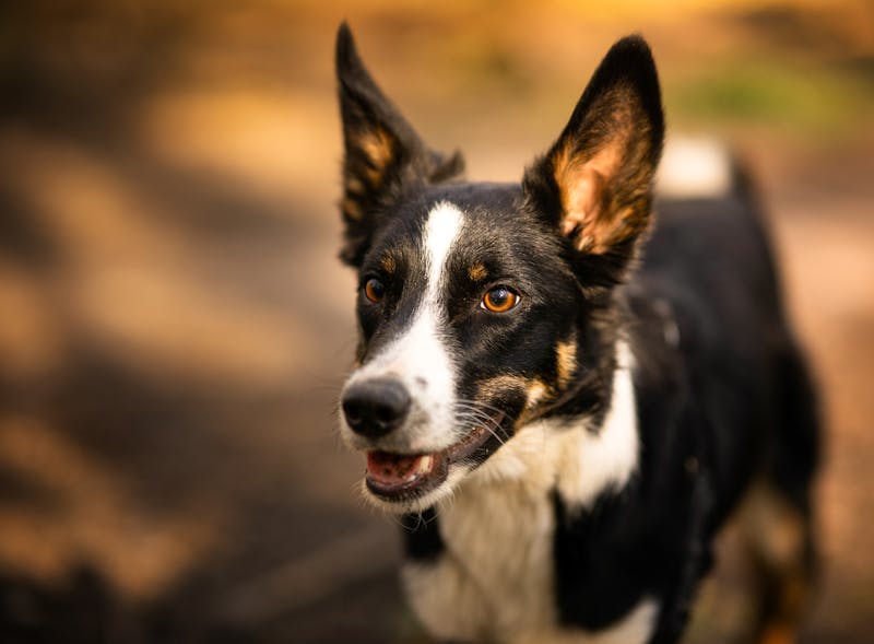 Puppy Photo