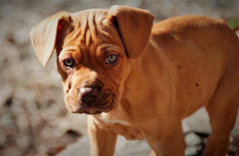 Puppy Photo
