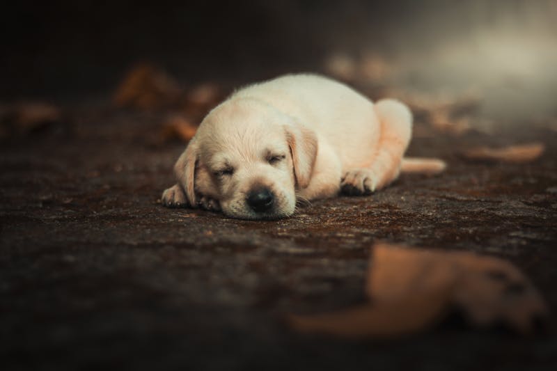 Puppy Photo