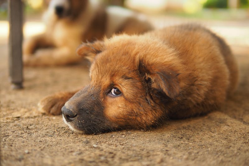 Puppy Photo