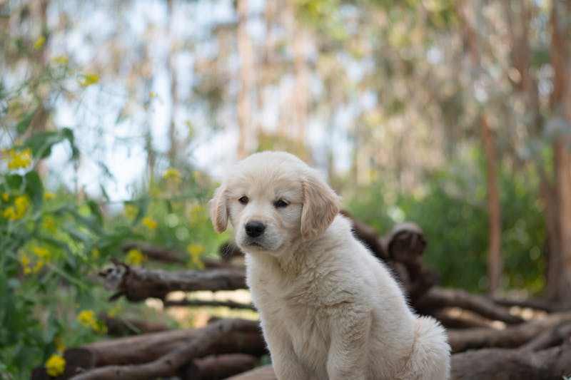 Puppy Photo