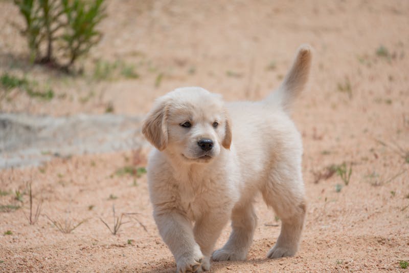 Puppy Photo
