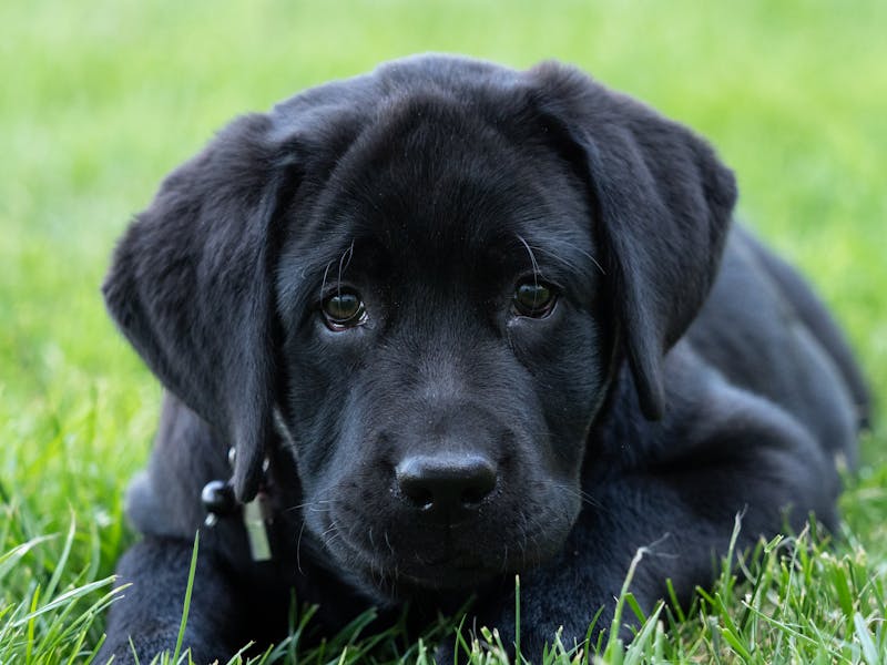 Puppy Photo