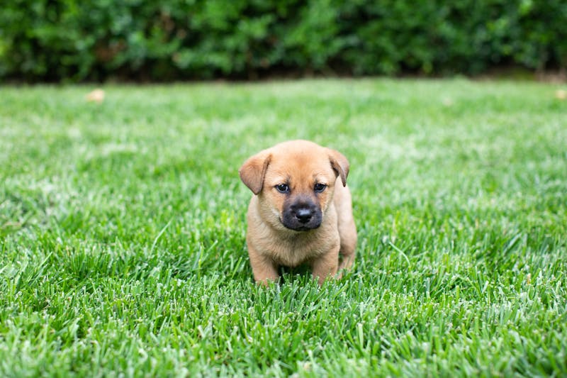 Puppy Photo