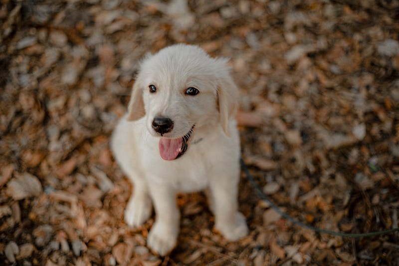 Puppy Photo