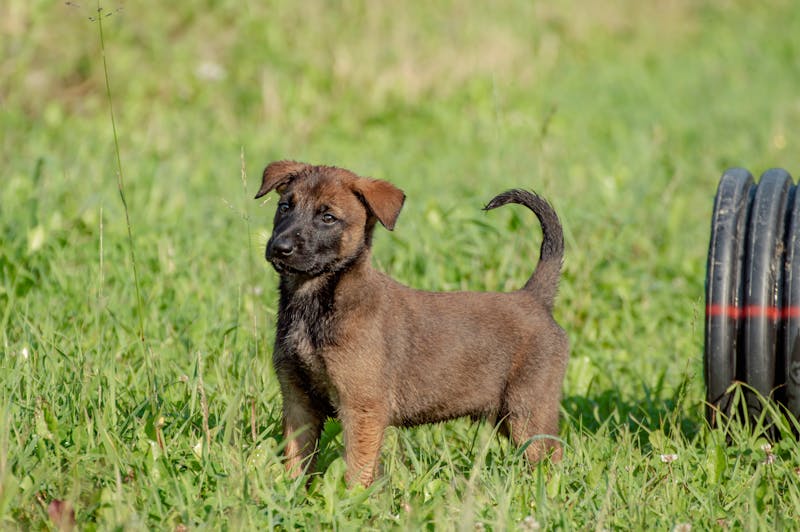 Puppy Photo