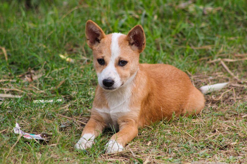 Puppy Photo