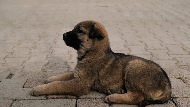 Puppy Photo