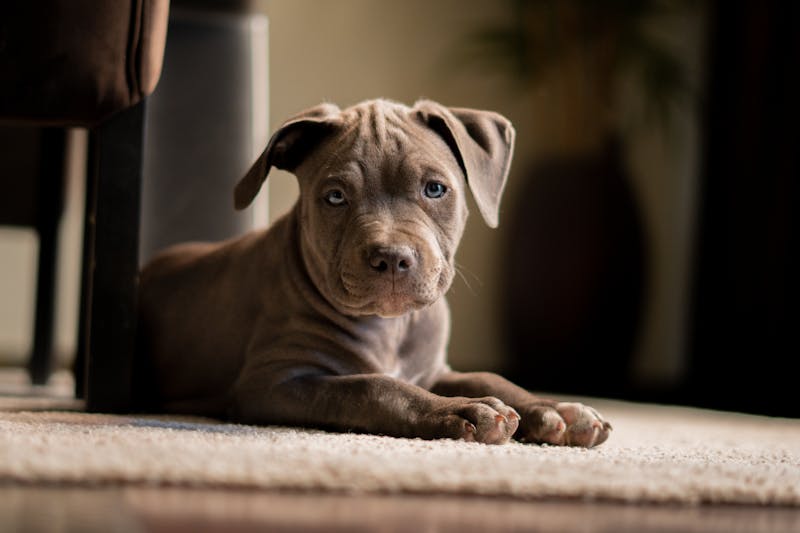 Puppy Photo