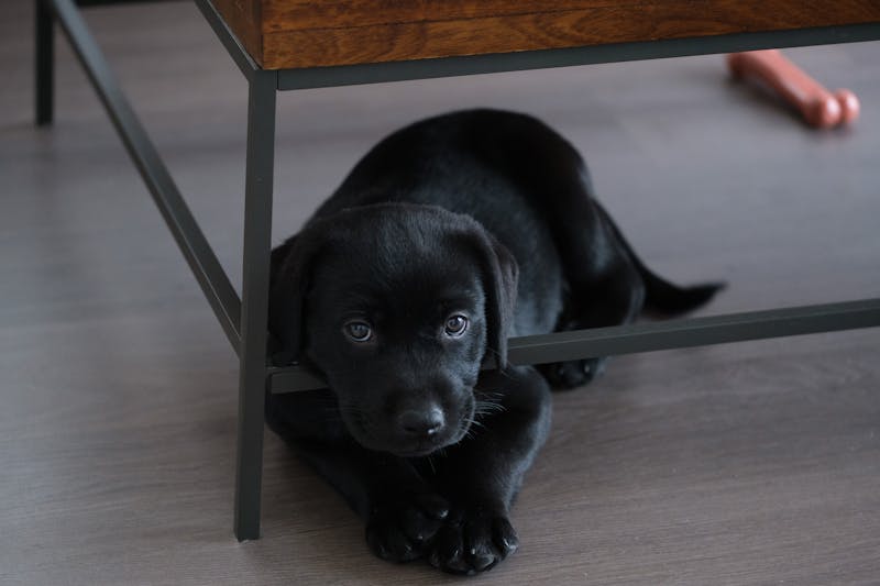 Puppy Photo