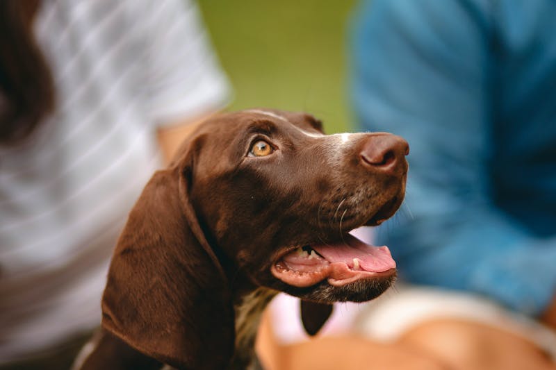 Puppy Photo