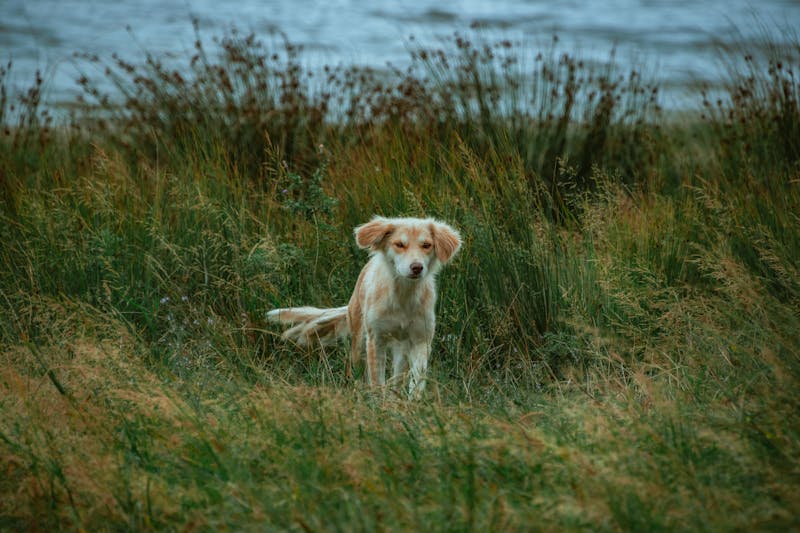 Puppy Photo