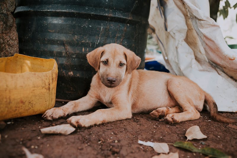 Puppy Photo