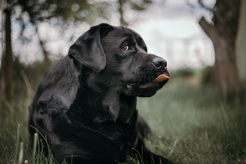 Puppy Photo