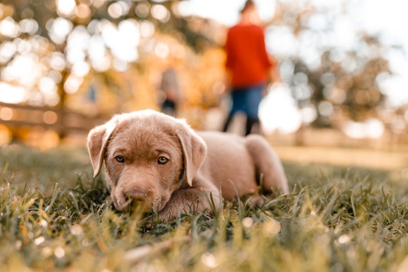 Puppy Photo