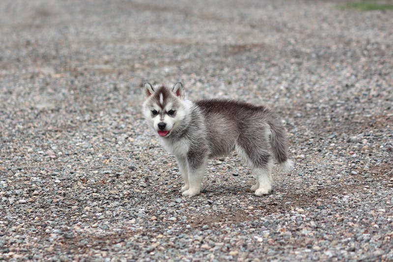 Puppy Photo