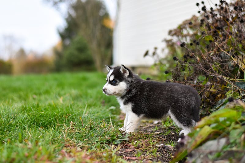 Puppy Photo