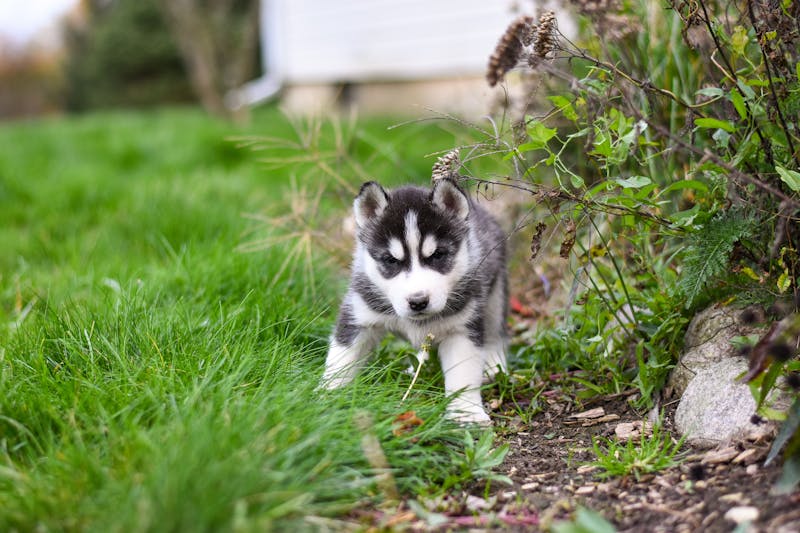 Puppy Photo